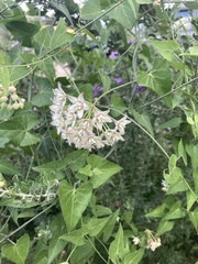 Funastrum cynanchoides