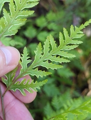 Pteris macilenta