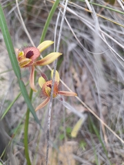 Caladenia discoidea