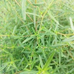 Aldama linearis