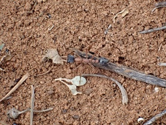 Myrmecia
