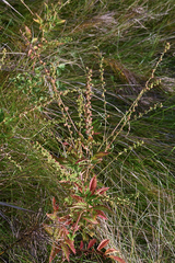 Agrimonia pilosa