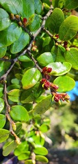 Nothofagus solandri