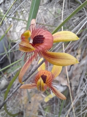 Caladenia discoidea