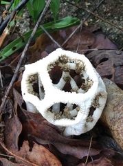 Clathrus chrysomycelinus