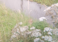 Calcarius lapponicus