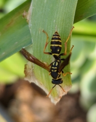 Polistes chinensis