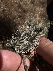 Ramalina farinacea