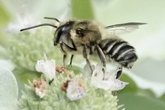 Litomegachile