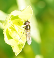 Melangyna viridiceps