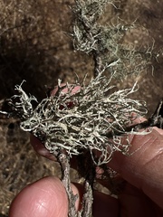 Ramalina farinacea