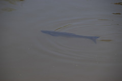 Ctenopharyngodon idella
