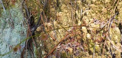 Drosera auriculata