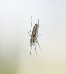 Larinia