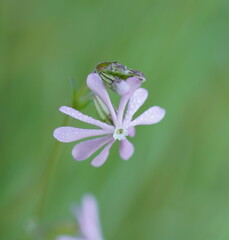 Silene colorata