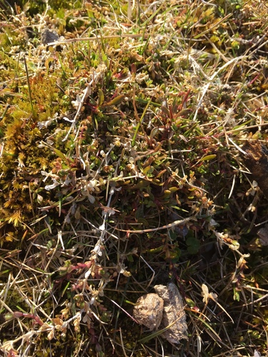 Regel's Chickweed (Cerastium regelii) · iNaturalist