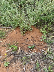 Myrmecia
