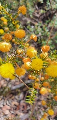 Acacia