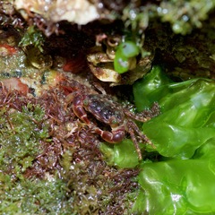 Pachygrapsus