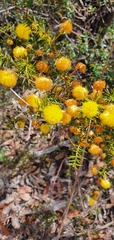 Acacia