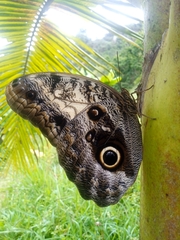 Caligo