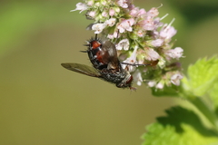 Tachininae