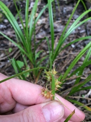 Carex retrorsa