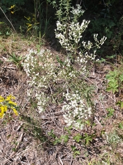 Eupatorium hyssopifolium