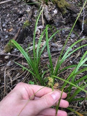 Carex retrorsa