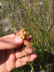 Calochilus grandiflorus