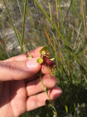 Calochilus grandiflorus