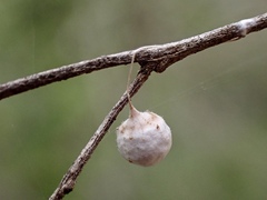 Tamopsis