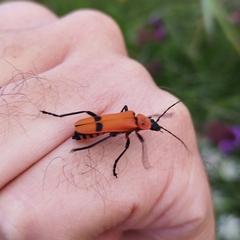 Chauliognathus togatus
