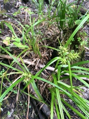 Carex lupulina