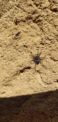 Nyssus