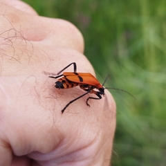 Chauliognathus togatus