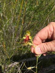 Calochilus grandiflorus