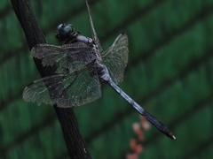 Orthetrum albistylum