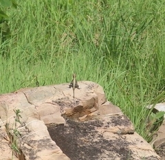 Psammophilus dorsalis