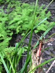 Carex lupulina