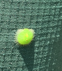 Nymphidae