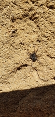 Nyssus