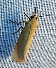 Virbia aurantiaca