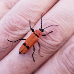 Chauliognathus togatus