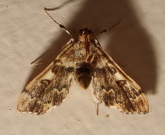 Nacoleia glageropa