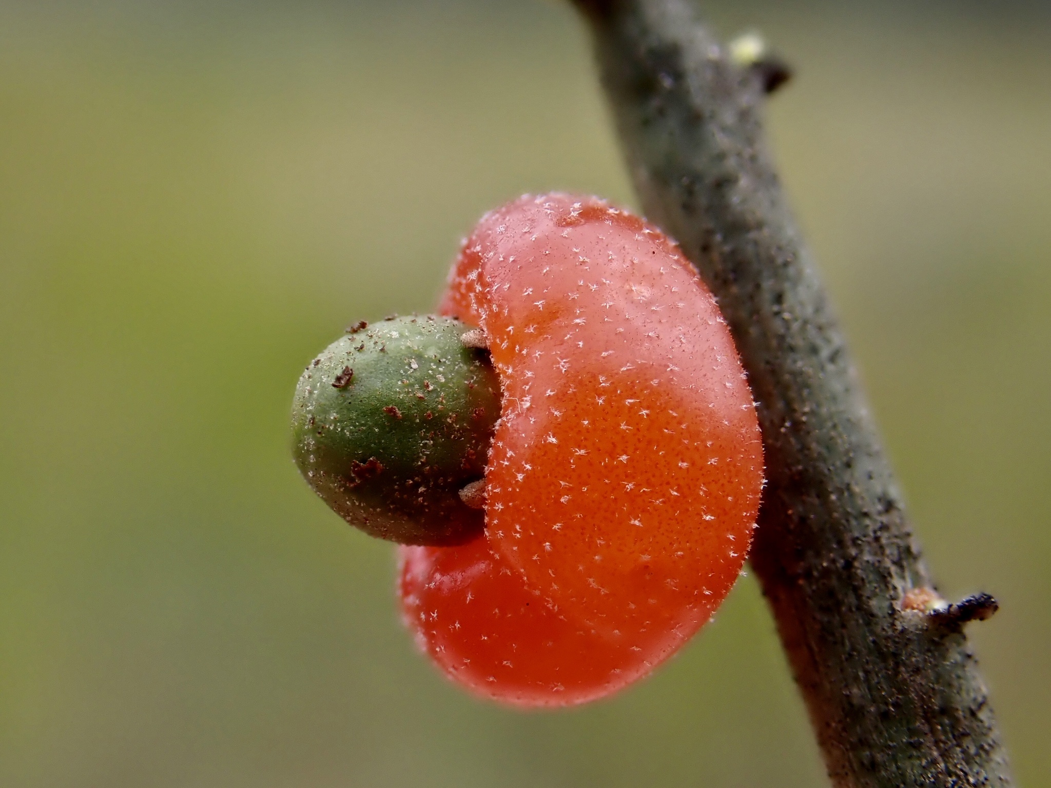 Exocarpos