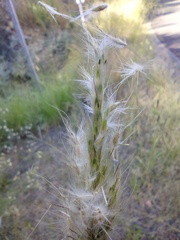 Bothriochloa barbinodis
