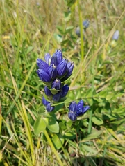 Gentiana affinis
