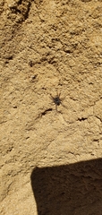Nyssus
