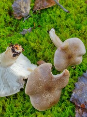Tricholoma pardinum